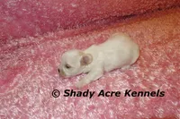 Dianna, a female Mal Shi for sale in Macon, GA – 7 of 7