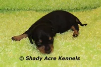 Crusty, a male Miniature Dachshund for sale in Macon, GA – Photo 9 of 9