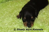 Crusty, a male Miniature Dachshund for sale in Macon, GA – Photo 4 of 9
