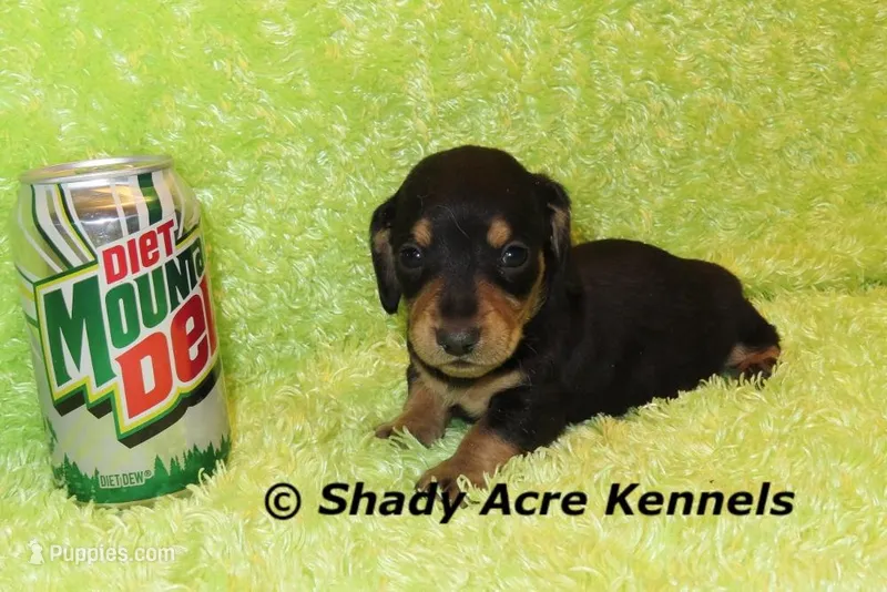 Crusty – Miniature Dachshund puppy for sale in Macon, GA