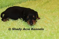 Crusty, a male Miniature Dachshund for sale in Macon, GA – Photo 8 of 9