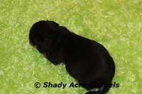 Crusty, a male Miniature Dachshund for sale in Macon, GA – Photo 7 of 9