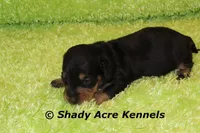 Crusty, a male Miniature Dachshund for sale in Macon, GA – Photo 6 of 9