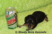 Crusty, a male Miniature Dachshund for sale in Macon, GA – Photo 2 of 9