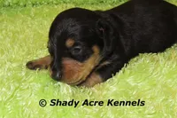 Crusty, a male Miniature Dachshund for sale in Macon, GA – Photo 5 of 9