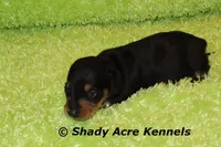 Crusty, a male Miniature Dachshund for sale in Macon, GA – Photo 3 of 9