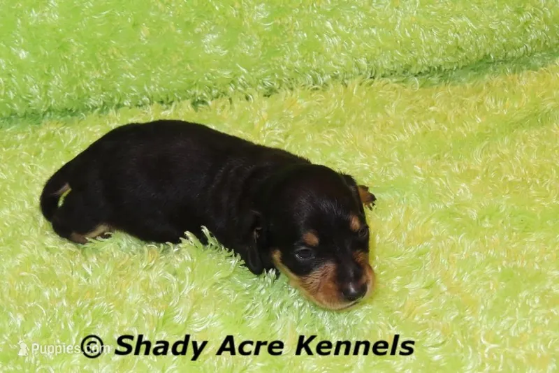 Crusty – Miniature Dachshund puppy for sale in Macon, GA
