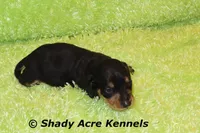 Crusty, a male Miniature Dachshund for sale in Macon, GA – Photo 1 of 9