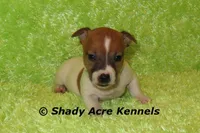 Donut, a male Jack Russell Terrier for sale in Macon, GA – Photo 4 of 8