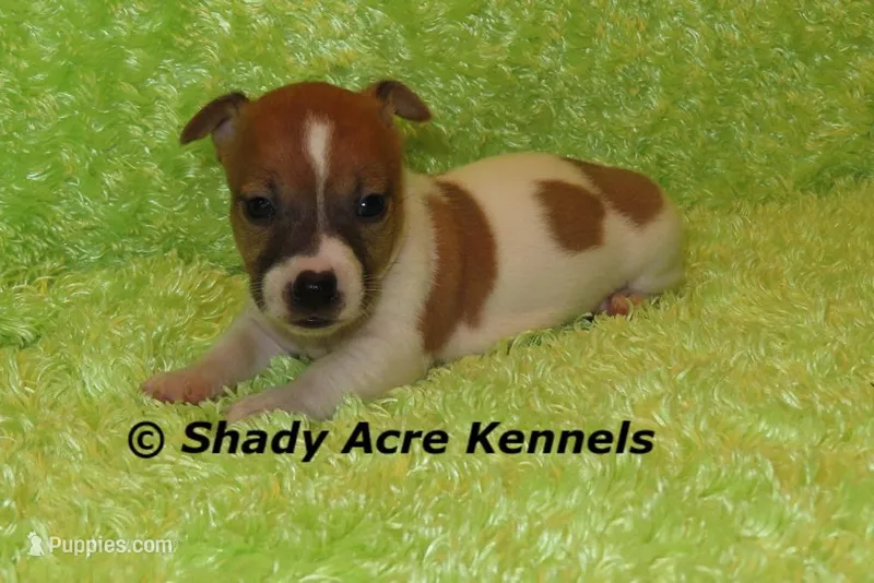 Donut – Jack Russell Terrier puppy for sale in Macon, GA