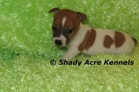 Donut, a male Jack Russell Terrier for sale in Macon, GA – Photo 5 of 8