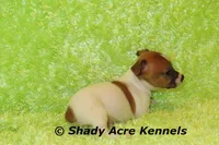 Donut, a male Jack Russell Terrier for sale in Macon, GA – Photo 2 of 8