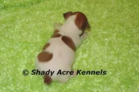 Donut, a male Jack Russell Terrier for sale in Macon, GA – Photo 6 of 8