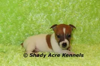 Donut, a male Jack Russell Terrier for sale in Macon, GA – Photo 3 of 8
