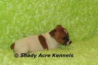 Donut, a male Jack Russell Terrier for sale in Macon, GA – Photo 7 of 8