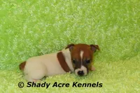 Donut, a male Jack Russell Terrier for sale in Macon, GA – Photo 8 of 8