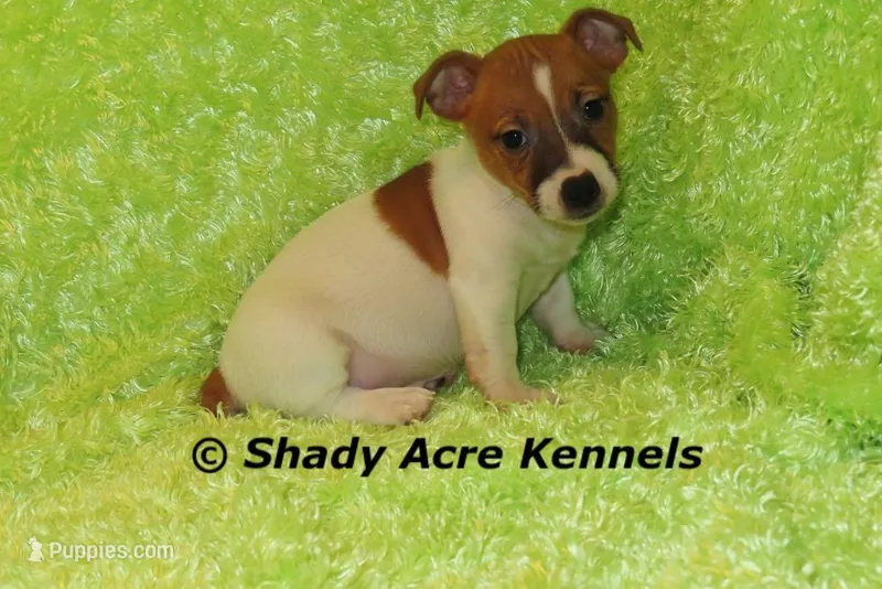 Donut – Jack Russell Terrier puppy for sale in Macon, GA
