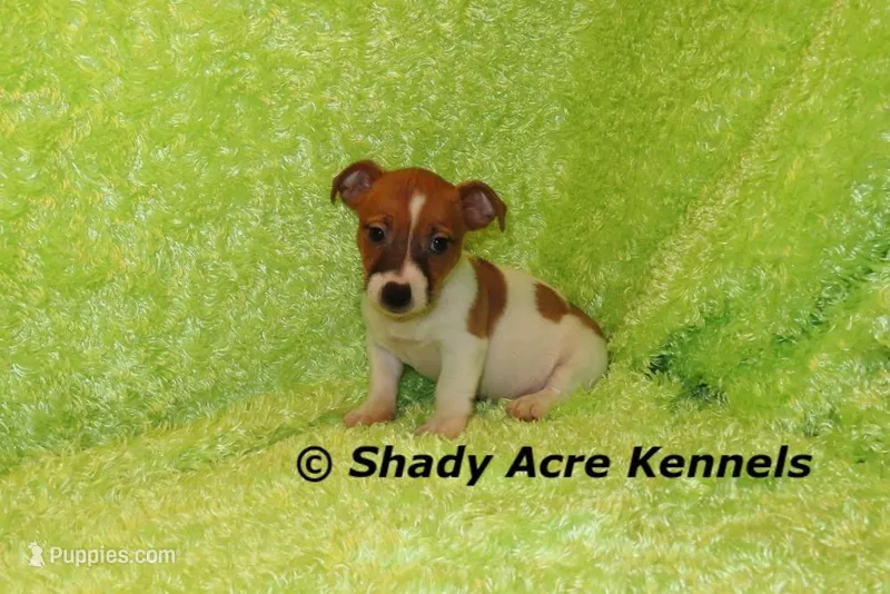 Donut – Jack Russell Terrier puppy for sale in Macon, GA
