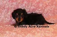 Long coat Lola--AKC registerable, a female Miniature Dachshund for sale in Macon, GA – 3 of 7