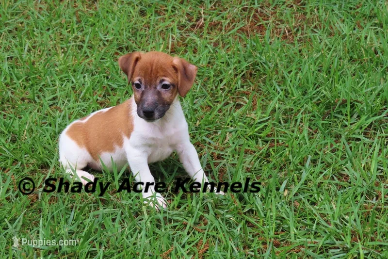 Ely – Jack Russell Terrier puppy for sale in Macon, GA