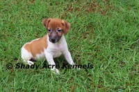 Ely, a male Jack Russell Terrier for sale in Macon, GA – 1 of 9