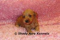 F1b MINI Lathy--average weight 30lbs, a female Miniature Goldendoodle for sale in Macon, GA – 6 of 8