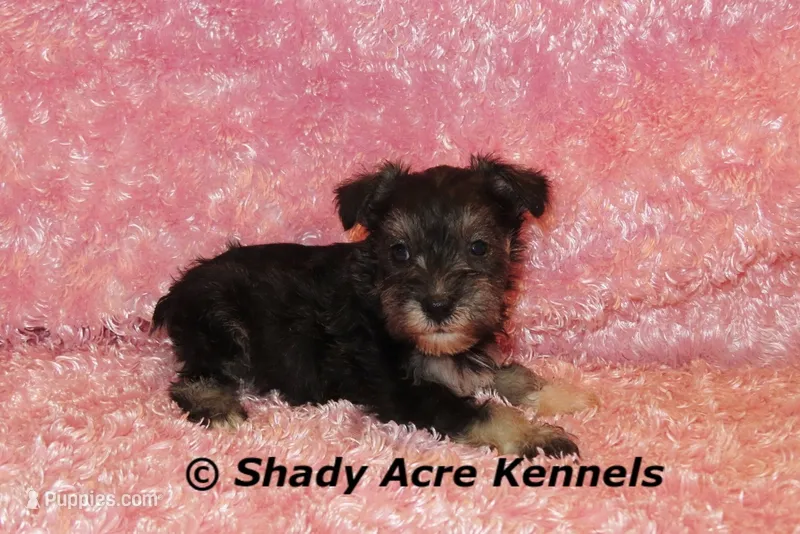 Espirit--smaller than average – Miniature Schnauzer puppy for sale in Macon, GA