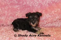 Espirit, a female Miniature Schnauzer for sale in Macon, GA – 6 of 6