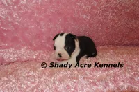 Inaja-with Haggerty Spot, a female Boston Terrier for sale in Macon, GA – 9 of 10