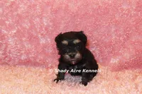 Maddie (AKC registerable), a female Havanese for sale in Macon, GA – 5 of 5