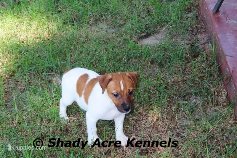 Smooth Shorty Cheff – Jack Russell Terrier puppy for sale in Macon, GA
