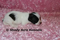 Madam, a female Shichon for sale in Macon, GA – 6 of 7