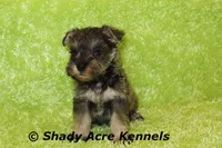 Esdras--smaller than average, a male Miniature Schnauzer for sale in Macon, GA – 8 of 10