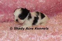 Pimela, a female Shih Tzu for sale in Macon, GA – 2 of 8