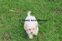 Rolanda, a female Havamalt for sale in Macon, GA – 7 of 9