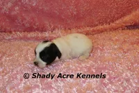 Madam, a female Shichon for sale in Macon, GA – 4 of 7
