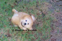 Gironimo--Parent pics too, a male Mal Shi for sale in Macon, GA – 8 of 10