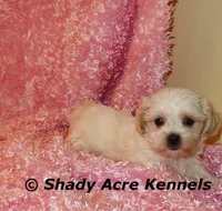 Diamond, a female Mal Shi for sale in Macon, GA – 9 of 10
