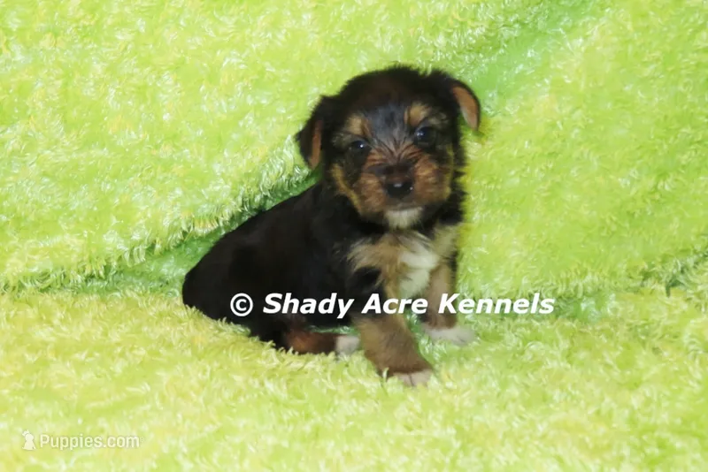 Budges----AKC registerable – Yorkshire Terrier puppy for sale in Macon, GA