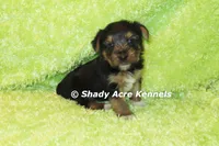 Budges----AKC registerable, a male Yorkshire Terrier for sale in Macon, GA – 1 of 10