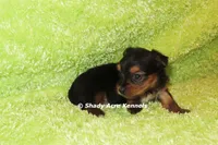 Blockjack-both parents are <5 lbs., a male Yorkshire Terrier for sale in Macon, GA – 2 of 7