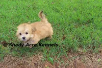 Gironimo, a male Mal Shi for sale in Macon, GA – 3 of 7