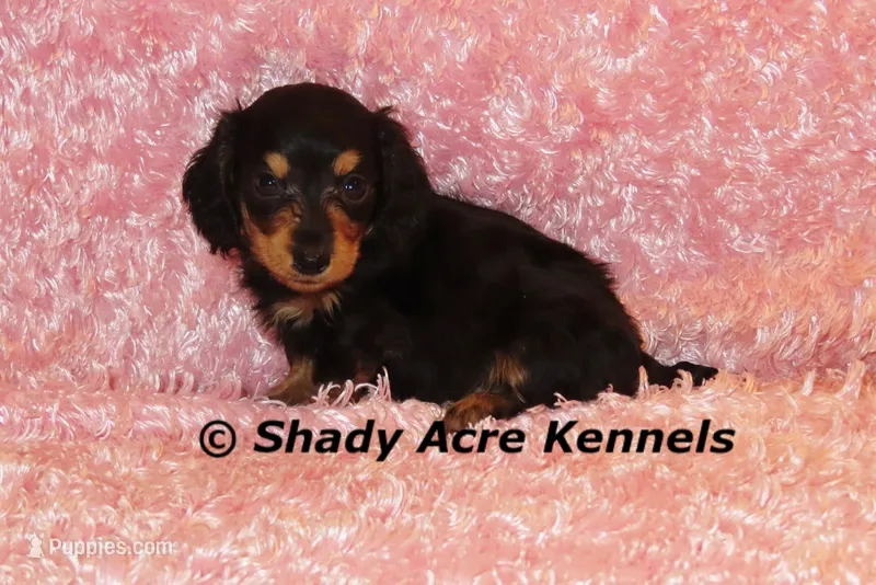 Long coat Lola – Miniature Dachshund puppy for sale in Macon, GA