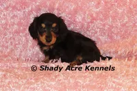 Long coat Lola--AKC registerable, a female Miniature Dachshund for sale in Macon, GA – 1 of 7