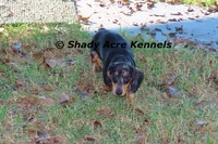 Dapple Yates-Parent pics too, a male Miniature Dachshund for sale in Macon, GA – 3 of 10