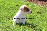 Short, Smooth Android--Parent pics too, a male Jack Russell Terrier for sale in Macon, GA – 7 of 9