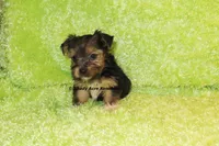 AKC Buckaroo, a male Yorkshire Terrier for sale in Macon, GA – 4 of 8