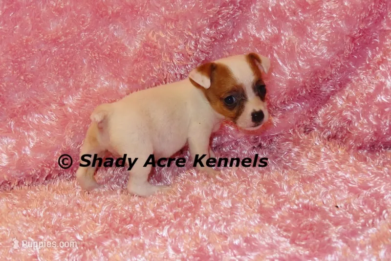 Super Tiny Shorty Anagi – Jack Russell Terrier puppy for sale in Macon, GA