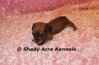 Bustine, a female Miniature Dachshund for sale in Macon, GA – 4 of 7