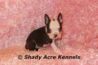 Duchess with Haggerty Spot, a female Boston Terrier for sale in Macon, GA – 4 of 6